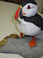 Atlantic Puffin